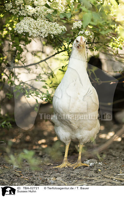 Sussex Huhn / TBA-02721