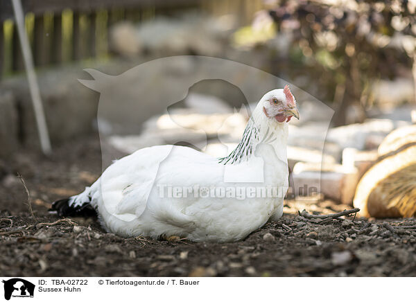Sussex Huhn / Sussex chicken / TBA-02722