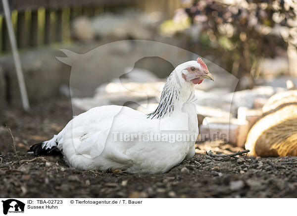 Sussex Huhn / Sussex chicken / TBA-02723