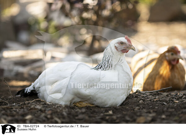 Sussex Huhn / TBA-02724