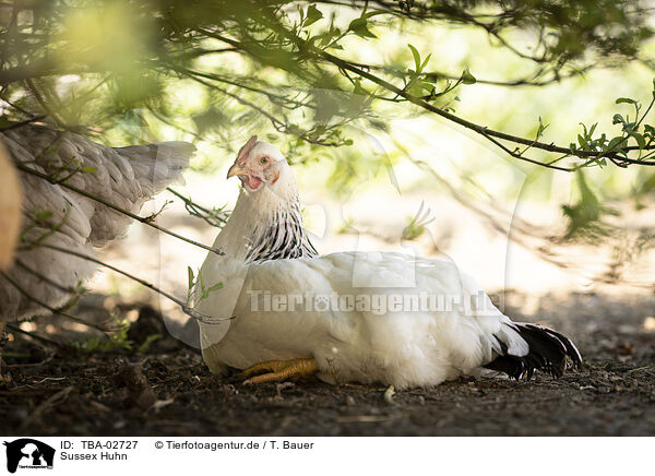 Sussex Huhn / Sussex chicken / TBA-02727