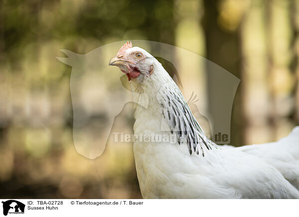 Sussex Huhn / TBA-02728