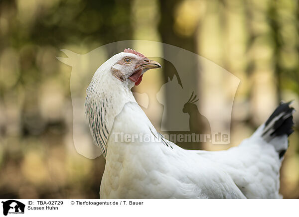 Sussex Huhn / Sussex chicken / TBA-02729