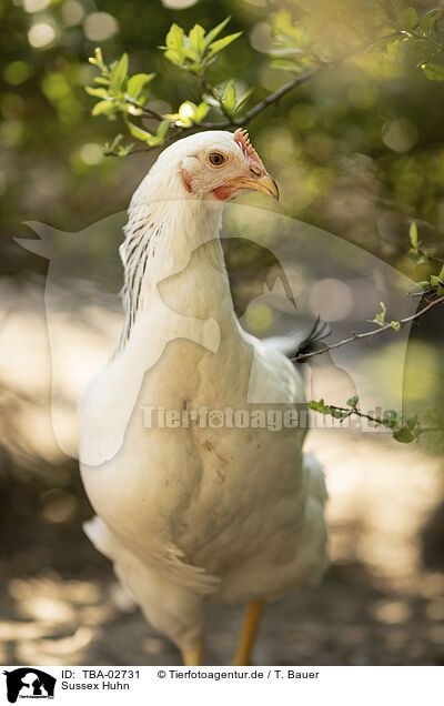 Sussex Huhn / Sussex chicken / TBA-02731