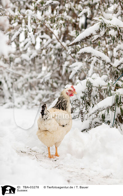 Sussex / Sussex / TBA-03278