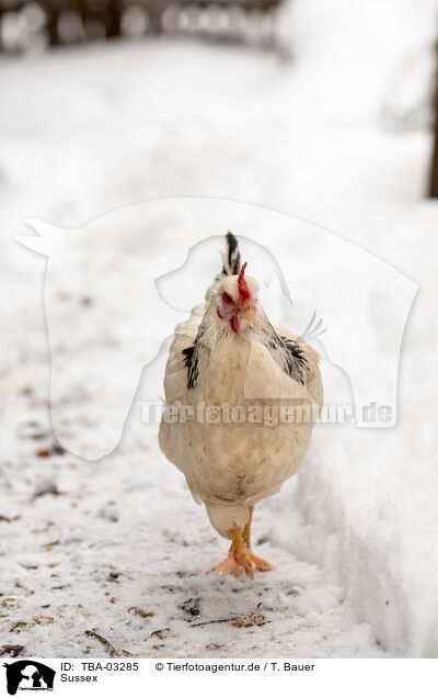 Sussex / Sussex / TBA-03285