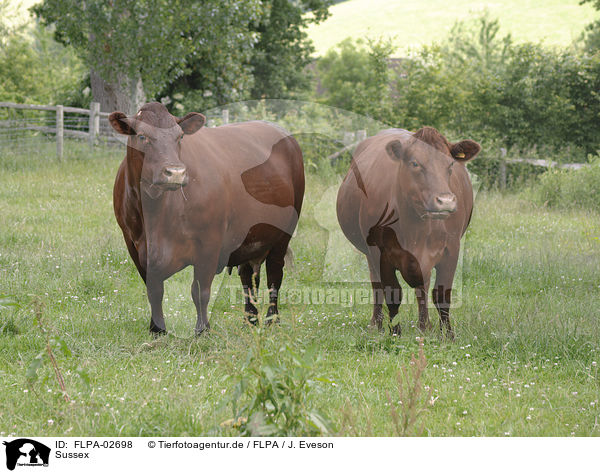 Sussex / Sussex cattle / FLPA-02698