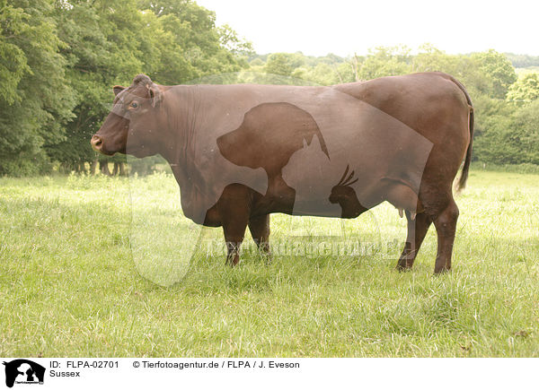 Sussex / Sussex cattle / FLPA-02701