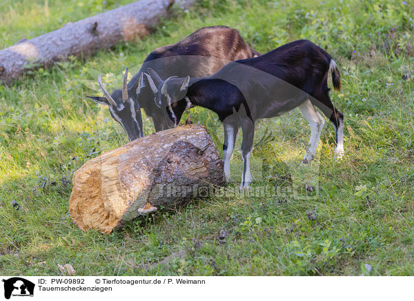 Tauernscheckenziegen / Tauernsheck goats / PW-09892