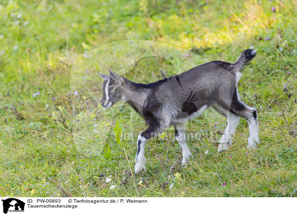 Tauernscheckenziege / Tauernsheck goat / PW-09893