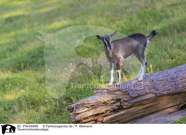 Tauernscheckenziege / PW-09896