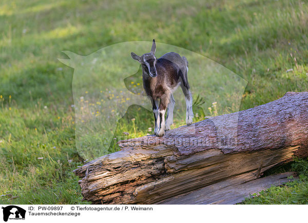 Tauernscheckenziege / Tauernsheck goat / PW-09897