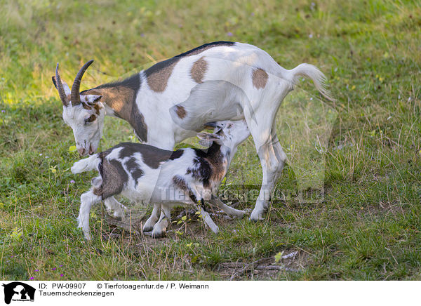 Tauernscheckenziegen / Tauernsheck goats / PW-09907