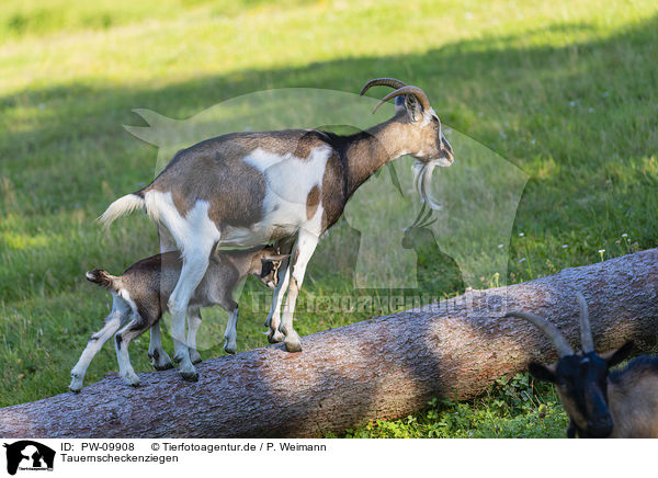 Tauernscheckenziegen / Tauernsheck goats / PW-09908