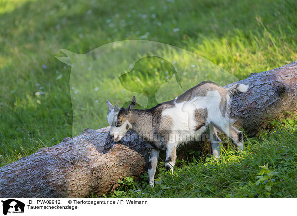 Tauernscheckenziege / Tauernsheck goat / PW-09912