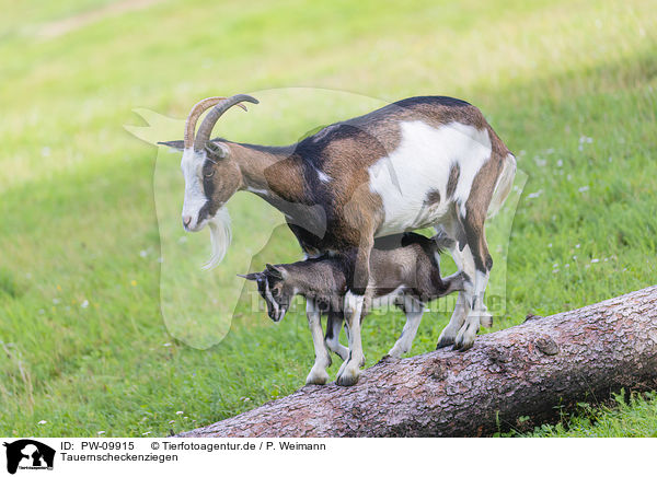 Tauernscheckenziegen / Tauernsheck goats / PW-09915