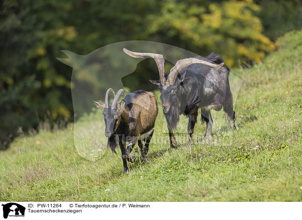 Tauernscheckenziegen / Tauernsheck Goats / PW-11264