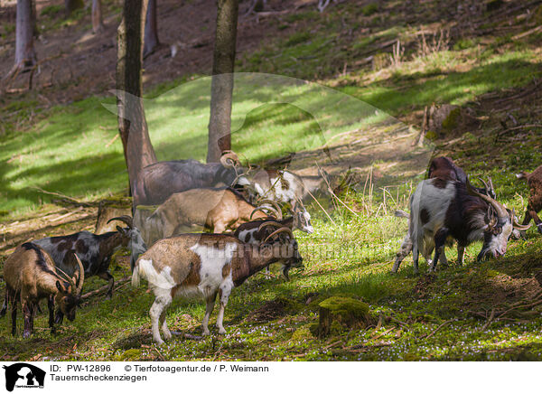Tauernscheckenziegen / Tauern pinto goats / PW-12896