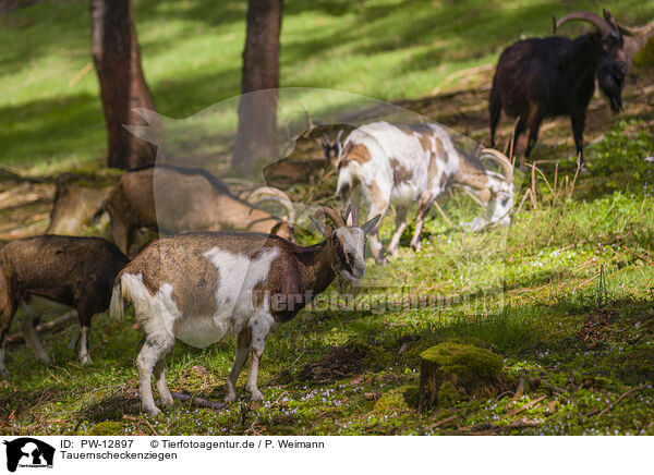 Tauernscheckenziegen / Tauern pinto goats / PW-12897