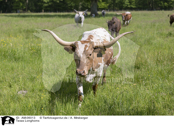 Texas Longhorns / AM-06013