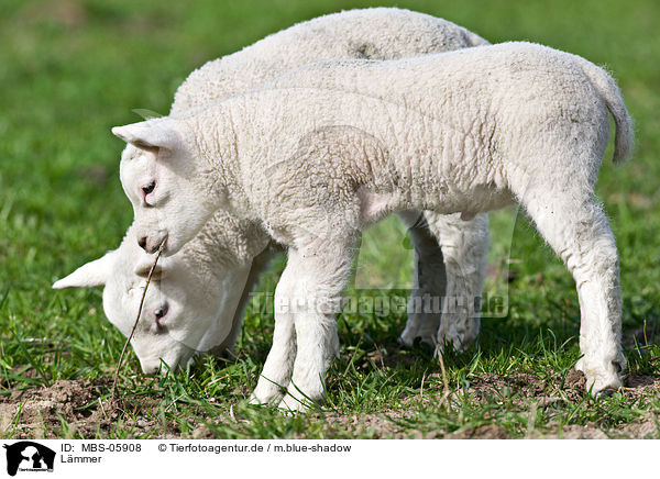 Lmmer / lambs / MBS-05908