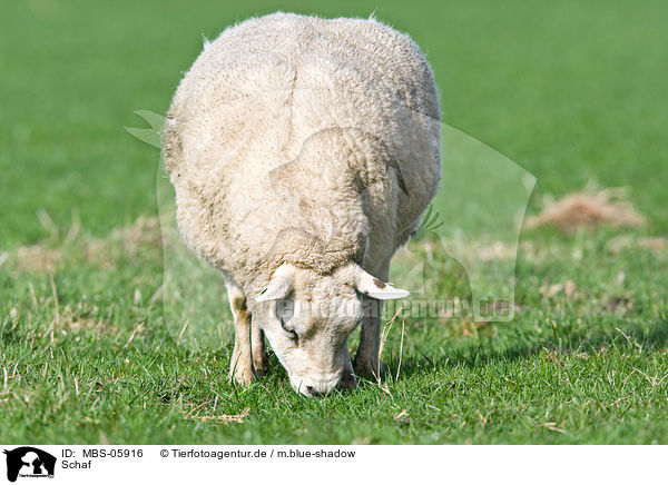 Schaf / sheep / MBS-05916