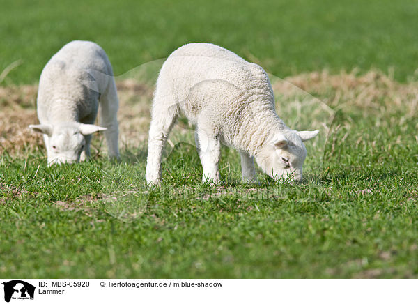 L�mmer / MBS-05920