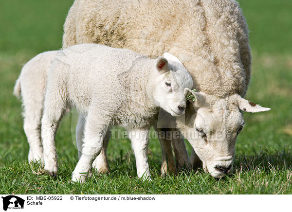 Schafe / sheeps / MBS-05922