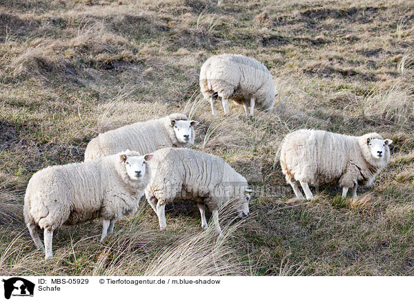 Schafe / sheeps / MBS-05929