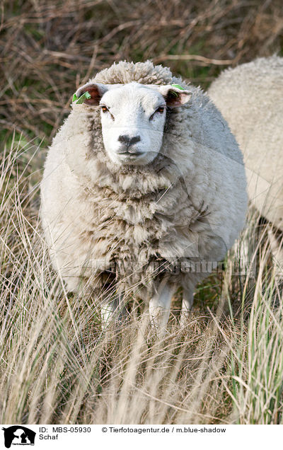 Schaf / sheep / MBS-05930