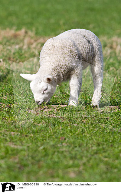 Lamm / lamb / MBS-05938