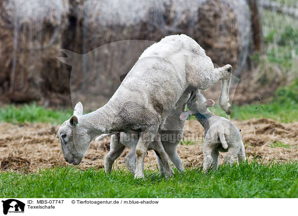 Texelschafe / sheeps / MBS-07747
