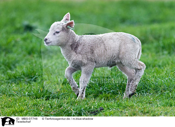 Texelschaf / sheep / MBS-07748