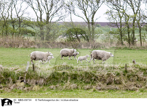 Texel / sheeps / MBS-09734
