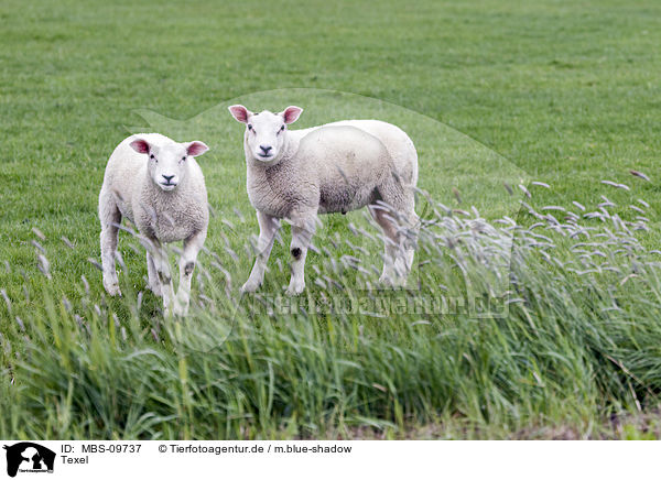 Texel / MBS-09737