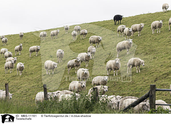 Texelschafe / Texel Sheeps / MBS-11161