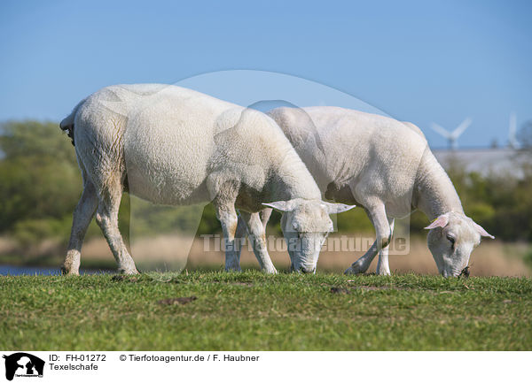 Texelschafe / Texel Sheeps / FH-01272