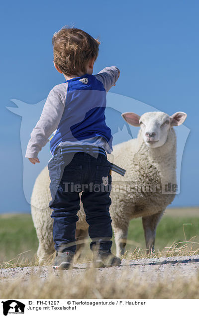 Junge mit Texelschaf / boy with Texel Sheep / FH-01297