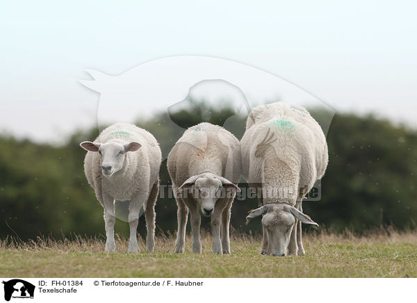 Texelschafe / Texel Sheeps / FH-01384