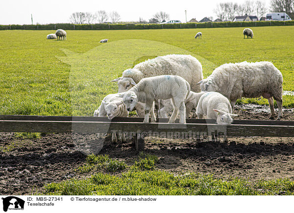 Texelschafe / Texel sheeps / MBS-27341