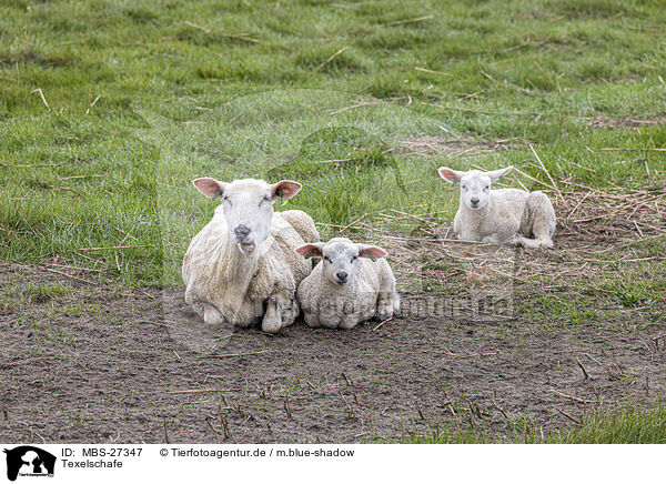 Texelschafe / Texel sheeps / MBS-27347