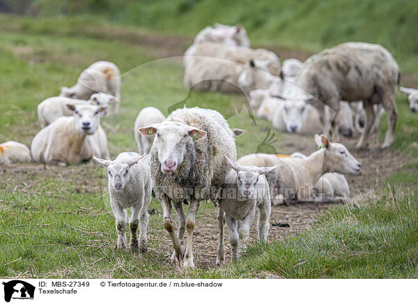Texelschafe / Texel sheeps / MBS-27349