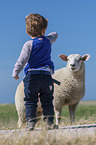 Junge mit Texelschaf