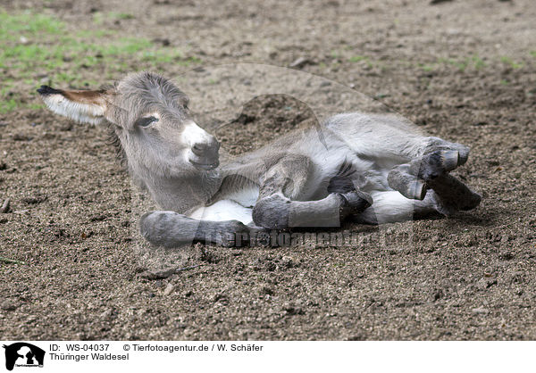 Thringer Waldesel / Thuringian donkey / WS-04037