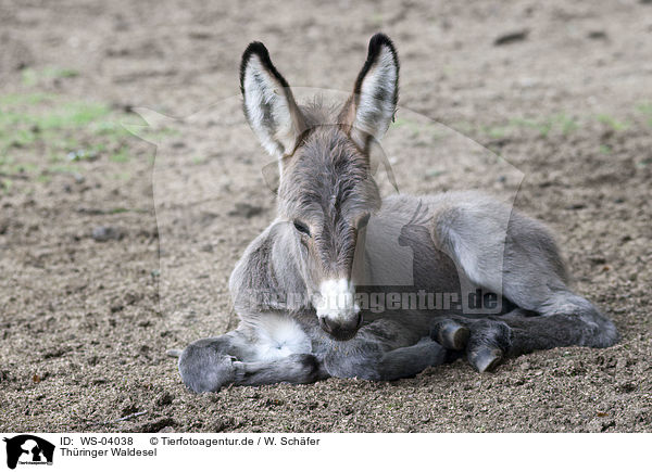 Thringer Waldesel / Thuringian donkey / WS-04038