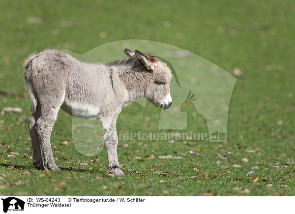 Thringer Waldesel / Thuringian donkey / WS-04243