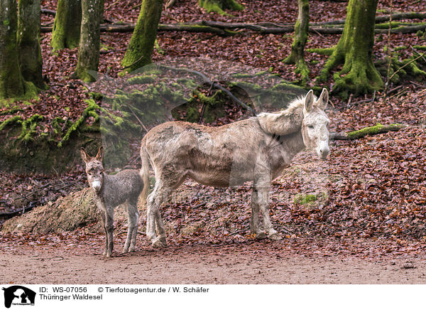 Thringer Waldesel / Thuringian Forest Donkeys / WS-07056