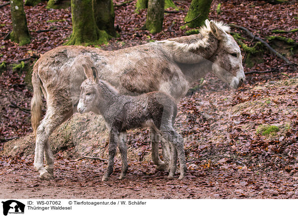 Thringer Waldesel / Thuringian Forest Donkeys / WS-07062
