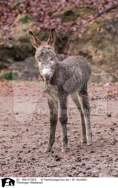 Thringer Waldesel / Thuringian Forest Donkey / WS-07063