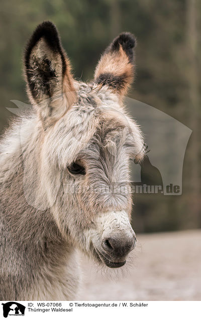 Thringer Waldesel / Thuringian Forest Donkey / WS-07066